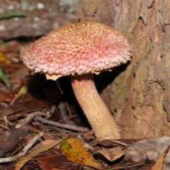 Boletellus sp. at Capalaba, QLD - 10 Feb 2024 11:13 AM