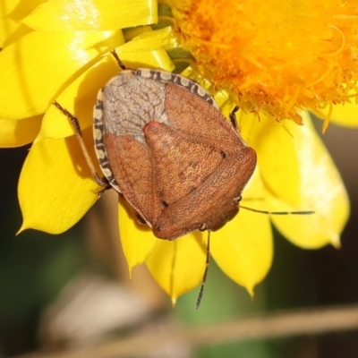 Dictyotus conspicuus (A shield or stink bug) at Hughes Grassy Woodland - 8 Feb 2024 by LisaH