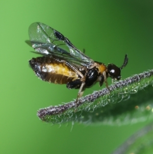 Argidae (family) at Hughes, ACT - suppressed