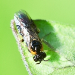 Argidae (family) at Hughes, ACT - suppressed