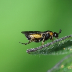 Argidae (family) at Hughes, ACT - suppressed