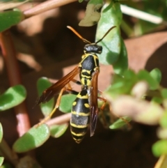 Polistes (Polistes) chinensis (Asian paper wasp) at Hughes, ACT - 11 Feb 2024 by LisaH