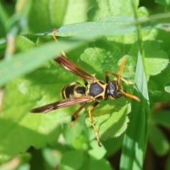 Polistes (Polistes) chinensis at Hughes, ACT - suppressed