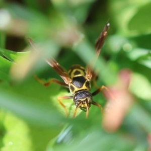 Polistes (Polistes) chinensis at Hughes, ACT - suppressed