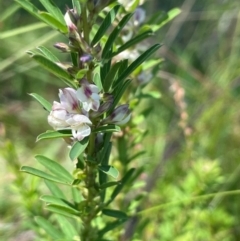 Lespedeza juncea subsp. sericea (Chinese Lespedeza) at Numeralla, NSW - 11 Feb 2024 by JaneR