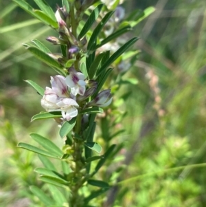 Lespedeza juncea subsp. sericea at Numeralla, NSW - 11 Feb 2024