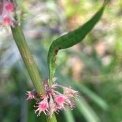 Rumex brownii (Slender Dock) at Numeralla, NSW - 11 Feb 2024 by JaneR