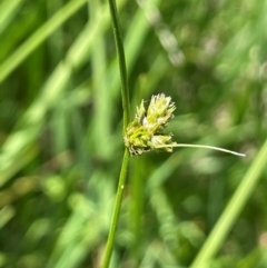 Carex inversa (Knob Sedge) at Numeralla, NSW - 11 Feb 2024 by JaneR