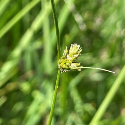 Carex inversa (Knob Sedge) at Numeralla, NSW - 11 Feb 2024 by JaneR