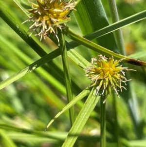 Cyperus sphaeroideus at Numeralla, NSW - 11 Feb 2024