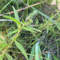 Persicaria prostrata (Creeping Knotweed) at Numeralla, NSW - 11 Feb 2024 by JaneR