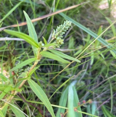 Persicaria prostrata (Creeping Knotweed) at Numeralla, NSW - 11 Feb 2024 by JaneR