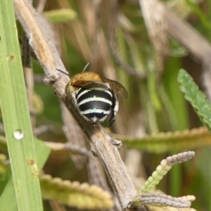 Amegilla (Zonamegilla) asserta at Wingecarribee Local Government Area - 11 Feb 2024