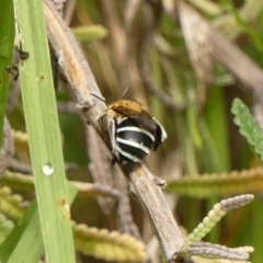 Amegilla (Zonamegilla) asserta at Wingecarribee Local Government Area - 11 Feb 2024