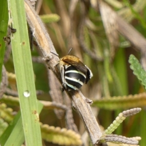 Amegilla (Zonamegilla) asserta at Wingecarribee Local Government Area - 11 Feb 2024 09:27 AM