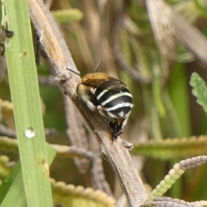 Amegilla (Zonamegilla) asserta at Wingecarribee Local Government Area - 11 Feb 2024