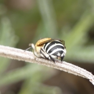 Amegilla (Zonamegilla) asserta at Wingecarribee Local Government Area - 11 Feb 2024