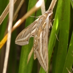 Hippotion celerio (Vine Hawk Moth) at Braemar, NSW - 11 Feb 2024 by Curiosity
