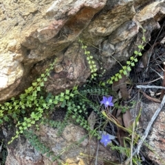 Asplenium flabellifolium (Necklace Fern) at Numeralla, NSW - 11 Feb 2024 by JaneR