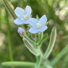 Epilobium hirtigerum (Hairy Willowherb) at Numeralla, NSW - 11 Feb 2024 by JaneR