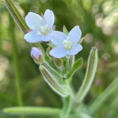 Epilobium hirtigerum (Hairy Willowherb) at Numeralla, NSW - 11 Feb 2024 by JaneR