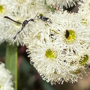 Gasteruption sp. (genus) at Giralang, ACT - 11 Feb 2024