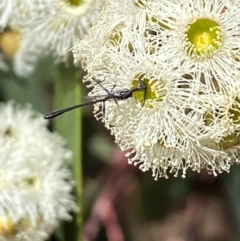 Gasteruption sp. (genus) at Giralang, ACT - 11 Feb 2024