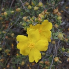 Hibbertia obtusifolia (Grey Guinea-flower) at Mulligans Flat - 4 Nov 2023 by michaelb