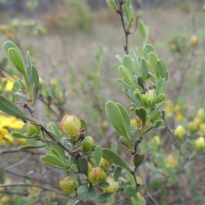 Hibbertia obtusifolia at Mulligans Flat - 4 Nov 2023