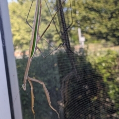 Unidentified Praying mantis (Mantodea) at Franklin, ACT - 11 Feb 2024 by chriselidie