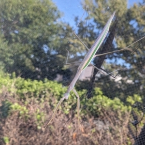 Tenodera australasiae at Franklin, ACT - suppressed