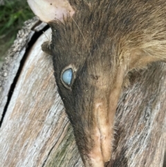 Perameles nasuta (Long-nosed Bandicoot) at Bungonia State Conservation Area - 9 Feb 2024 by RangerJim