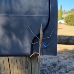 Unidentified Praying mantis (Mantodea) at Thurgoona, NSW - 11 Feb 2024 by ELeath1