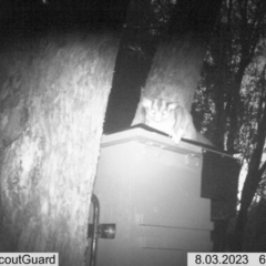 Petaurus norfolcensis (Squirrel Glider) at Albury - 3 Aug 2023 by ELeath1