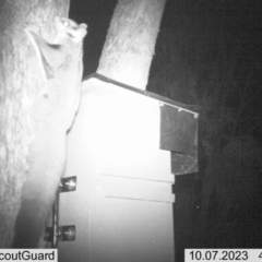 Petaurus norfolcensis (Squirrel Glider) at Thurgoona, NSW - 6 Oct 2023 by ELeath1