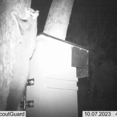 Petaurus norfolcensis (Squirrel Glider) at Thurgoona, NSW - 6 Oct 2023 by ELeath1