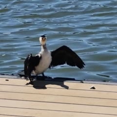 Microcarbo melanoleucos (Little Pied Cormorant) at Mannum, SA - 12 Feb 2024 by Mike