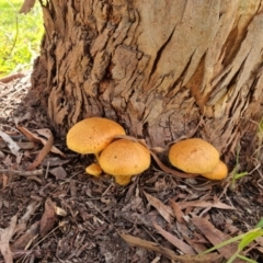 Unidentified Other fungi on wood at Albury - 17 May 2023 by ELeath1