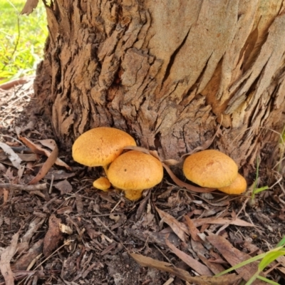 Unidentified Other fungi on wood at Albury - 17 May 2023 by ELeath1