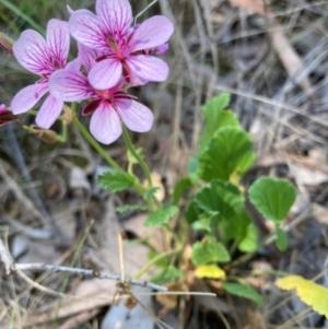 Pelargonium sp. Striatellum (G.W.Carr 10345) G.W.Carr at Emu Creek Belconnen (ECB) - 9 Feb 2024