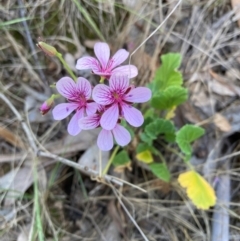 Pelargonium sp. Striatellum (G.W.Carr 10345) G.W.Carr at Emu Creek Belconnen (ECB) - 9 Feb 2024