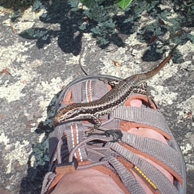 Eulamprus heatwolei (Yellow-bellied Water Skink) at Coolangubra, NSW - 12 Feb 2024 by BrianSummers