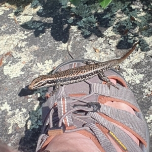 Eulamprus heatwolei at South East Forest National Park - 12 Feb 2024