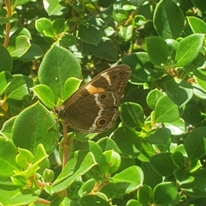 Tisiphone abeona at South East Forest National Park - 12 Feb 2024