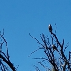 Haliastur sphenurus at Cowirra, SA - 12 Feb 2024