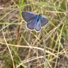 Zizina otis (Common Grass-Blue) at Yarralumla, ACT - 10 Feb 2024 by NickiTaws