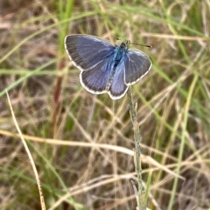 Zizina otis at National Arboretum Woodland - 10 Feb 2024 03:47 PM