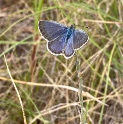 Zizina otis (Common Grass-Blue) at Yarralumla, ACT - 10 Feb 2024 by NickiTaws