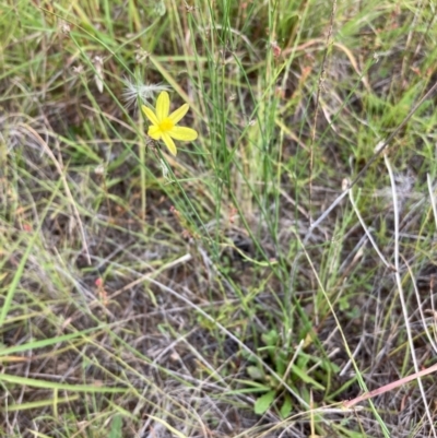 Tricoryne elatior (Yellow Rush Lily) at National Arboretum Woodland - 10 Feb 2024 by NickiTaws