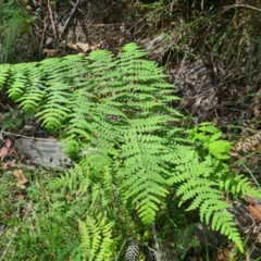 Histiopteris incisa (Bat's-Wing Fern) at Uriarra Village, ACT - 12 Feb 2024 by LukeMcElhinney